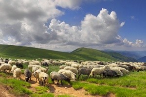 A flock of sheep on a mountain